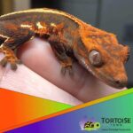 Baby Crested Gecko Care Guide: Everything You Need to Know