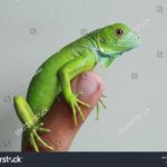 All About Baby Green Iguana – Care, Diet, and Facts