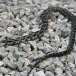 Baby Rat Snake Pictures: Cute and Adorable Images to Delight Snake Enthusiasts