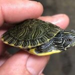 Baby River Cooter Turtle: Care Guide and Fun Facts