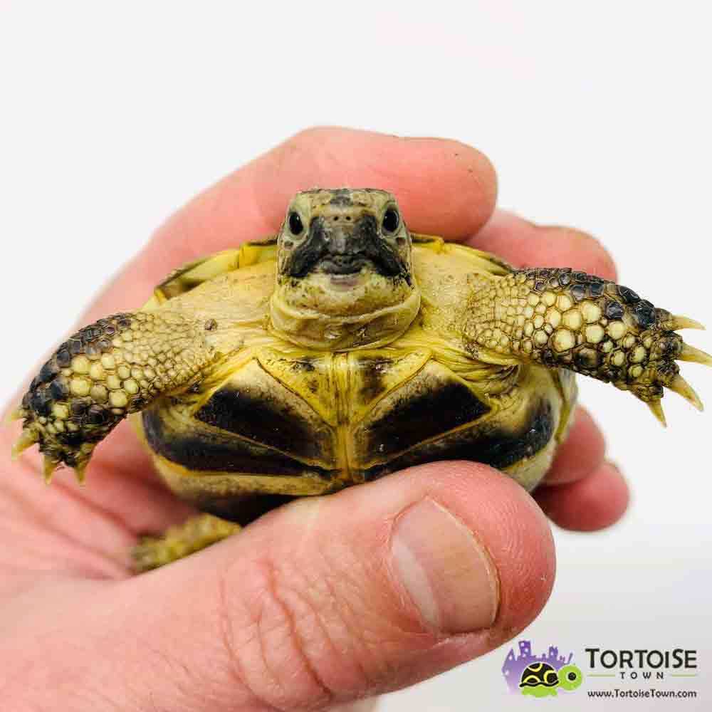 Baby Russian Tortoise: Care, Diet, and Habitat - Vital Frog