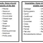 Baby Sulcata Tortoise Food List – What to Feed Your Hatchling