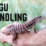Baby Tegu Care: Tips for Raising a Healthy and Happy Baby Tegu