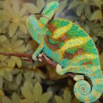 Baby Veiled Chameleon Care Guide – Essential Tips and Information