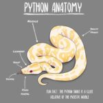 The Anatomy Of Ball Pythons – A Comprehensive Guide