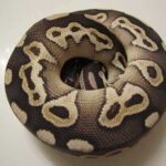 Understanding Ball Python Balling Up Behavior: Causes and Solutions