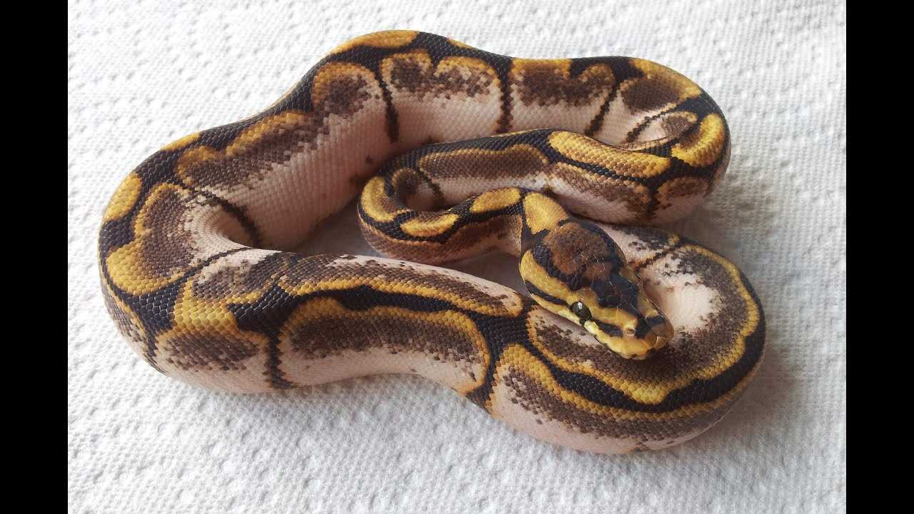 Super Calico Python All You Need to Know About Ball Python Calico - Vital Frog