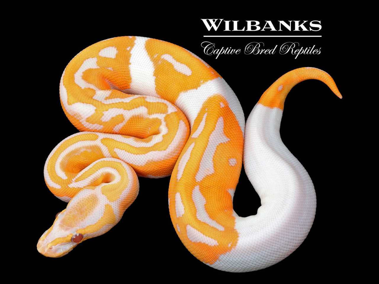 Explore the Beautiful Colors of the Ball Python Dreamsicle - Vital Frog