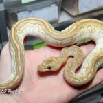 The Unique Eyes Of Ball Pythons