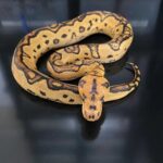 Ball Python Het Clown – All You Need to Know About This Amazing Morph