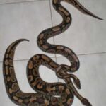 Differences between male and female ball pythons