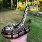 Explore the Fascinating Behavior of Ball Python Periscoping