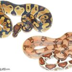 Ball Python vs Boa: A Comparison of Two Popular Pet Snakes