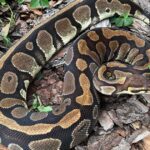 Ball Python Water: How long Can a Ball Python Go Without it?
