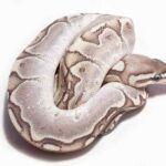 Bamboo Ball Python – A Unique and Striking Snake
