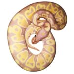 Banana Ball Python for Sale – Find the Perfect Pet Snake online