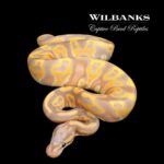 Banana Leopard Ball Python: A Beautiful and Unique Snake