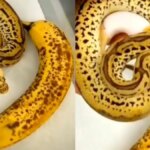 Everything you need to know about banana snakes