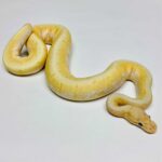 Banana Spinner Ball Python: An Exquisite and Unique Reptile