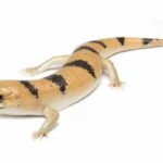 Banded Skink: Facts, Habitat, and Behaviors