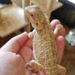 Bearded dragon 5 months old: care, feeding, and growth