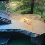 Choosing the Perfect Basking Rock for Your Bearded Dragon