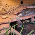 Creating a Bioactive Enclosure for Your Bearded Dragon – Complete Guide
