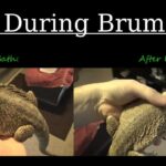 Is Your Bearded Dragon in Brumation or Dead? Find Out Here!