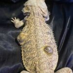 Understanding Bearded Dragon Cancer: Causes, Symptoms, and Treatment