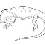 Explore the Amazing Bearded Dragon Coloring Variations