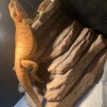 Find Your Perfect Bearded Dragon on Craigslist – Tips and Advice
