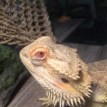 Home Remedies for Bearded Dragon Eye Infection