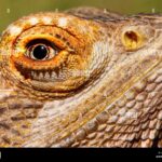 Bearded Dragon Eyes: Common Issues And Care Tips