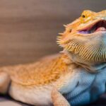 Discover the Fascinating Face of the Bearded Dragon