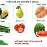 Benefits of Feeding Green Beans to Bearded Dragons