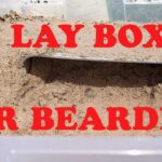 Creating a Perfect Bearded Dragon Lay Box