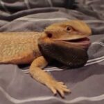 Discover the reasons why your bearded dragon is mad