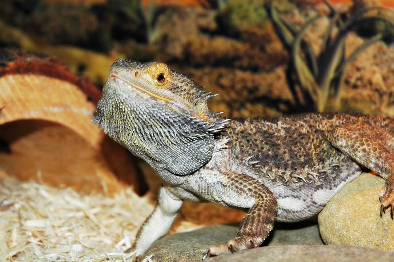 Bearded Dragon Mite: How to Identify and Treat Mite Infestation - Vital ...