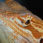 Discover the Benefits of Using a Bearded Dragon Nose Plug