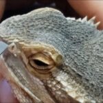Bearded Dragon Nose Shedding: What You Need to Know
