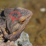 All About Bearded Dragon Parietal Eye: Characteristics and Functions