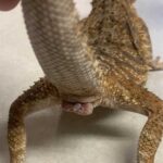 All About the Bearded Dragon’s Penis | Bearded Dragon Care Guide