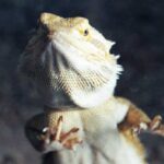 Why Is My Bearded Dragon Scratching the Glass?