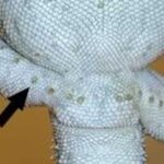 Determining the Sex of Your Bearded Dragon: A Guide for Reptile Owners