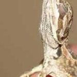 Exploring the Phenomenon of Bearded Dragon Stargazing: Causes and Implications