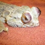 Bearded Dragon Swollen Eyes: Causes, Symptoms, and Treatment