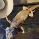 Helpful tips for dealing with a bearded dragon throwing up