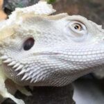 Why is My Bearded Dragon Turning White: Causes and Solutions