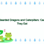 Bearded Dragons and Caterpillars: Can They Eat Them Safely?