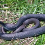 Discover the Stunning Beauty of the Blue Racer Snake